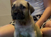 South African boerboels