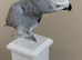 Tame and talkative African grey parrot