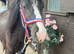 Gelding to make 14.1/2