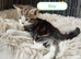 Ginger and other gorgeous kittens ready now