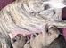 Stunning Pedigree Whippet Puppies