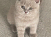 GORGEOUS LILAC GCCF REGISTERED BOY