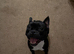 14 month old frenchie x staffie