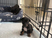 Puppies