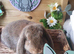 Vaccinated French lop Bucks