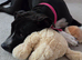 Roxy - staffy mix - needing a loving home asap