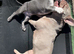 KC Registered French Bulldog Puppies Ready Now