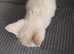 Cream bsh Cross male kitten needs loving forever home