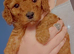 Cavapoo puppies