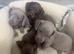 Miniature dachshund