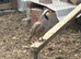 Male Partridges