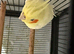 Cockatiels in Runcorn