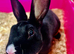 Rabbits and hutch