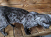 Bengal for sale Peterborough