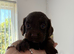 Gorgeous cocker spaniel puppies