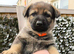 German Shepherd pups