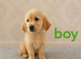 Beautiful Golden retriever puppies from health tested parents