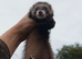Angora polecat jill(6month old)