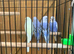 Baby budgies