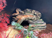 FALSE WATER COBRA