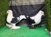 Fancy pigeons pair