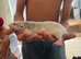 2 rats and large cage