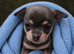 Tiny Pedigree Chihuahua Puppies