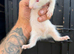Micro ferrets ready Now!!