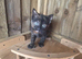 Polydactyl Female Kittens