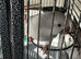 Male Quaker and cage