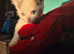 2 Kittens for sale