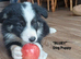 Border Collie Boy Puppies ready now.