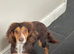 Rehoming beautiful working cocker