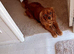 Last Cavapoo Girl
