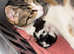 1x female kitten for sale