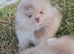 CHIAO LI YA lineage pomeranian puppies