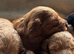 F1B Toy Cockapoo puppies ready JUNE