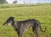 Broken coated 2 year old lurcher girl