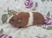 3 guinea pig sows hairless carriers