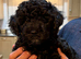 Adorable female puppy looking for her forever home