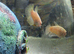 Betta fish