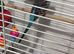 Male budgie