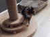 Calico Girl