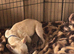 Puppy&rsquo;s