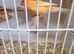 Red factor canaries