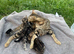 Stunning Rosette Striped Bengal kittens