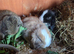 Mini lops for sale