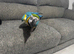 4-5 year old B&G macaw