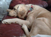 Beautiful Home Raised Golden Retriever Puppies