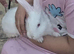 X2 white rabbits